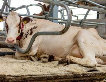 Gezonde koeien met dual waterbedden