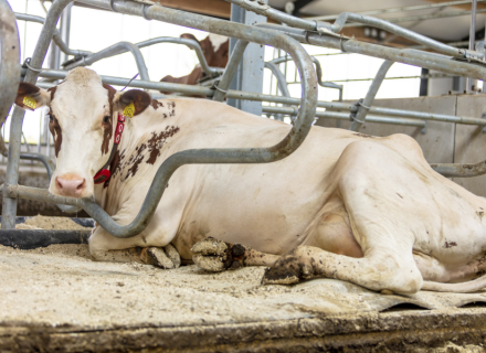 Spinder waterbedden voor uw koeienl het hele jaar door de juiste keuze!