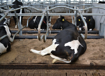 Dierenwelzijn in de melkveehouderij, artikel Spinder uit Drachten