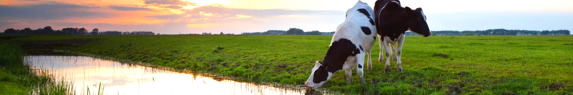 Het is belangrijk dat koeien afkoelen in warme zomerse dagen. 