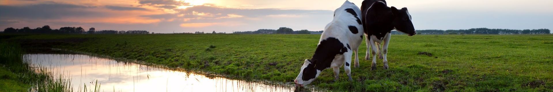 drinkende koeien