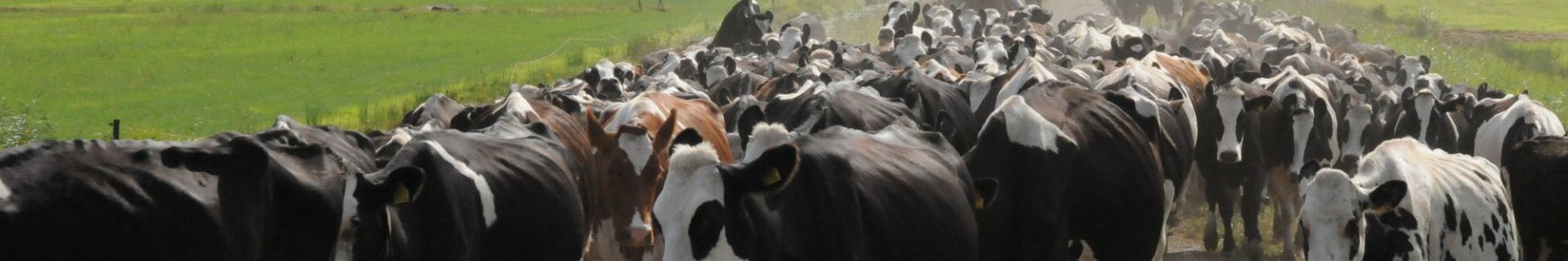 Koeverkeer in de stal bepaalt de juiste route en routine van de koe
