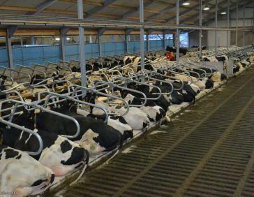 Meadow Next koematras