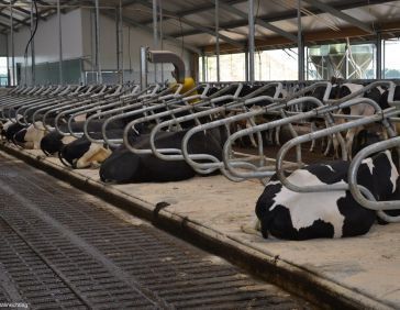 Meadow Next koematras
