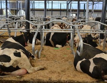 Serrestal Melkveebedrijf Op den Hoek in De Mortel