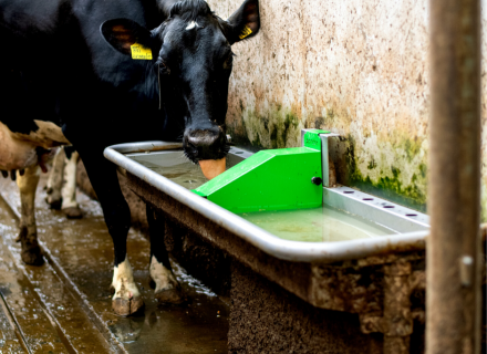 Het is belangrijk dat koeien afkoelen in warme zomerse dagen. 