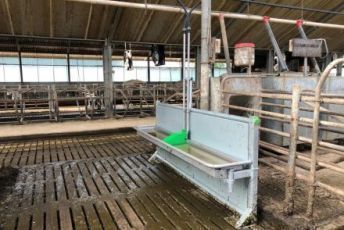 Spinder Pingo renovatie drinkbak