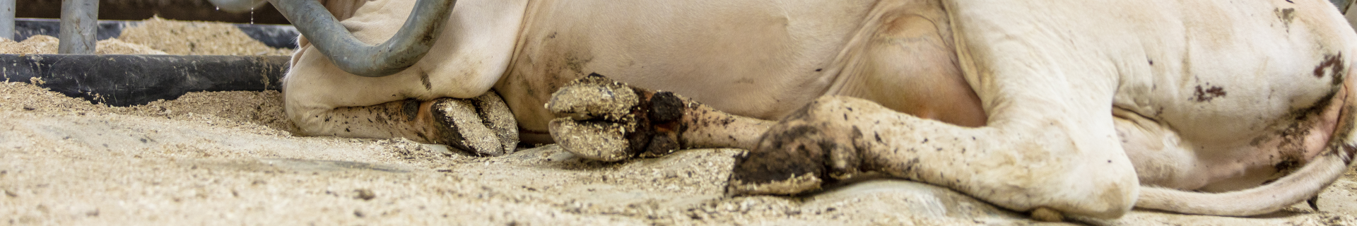 Spinder waterbeddenactie voor melkvee