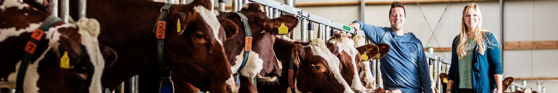 Dierenwelzijn in de melkveehouderij, Spinder uit Drachten