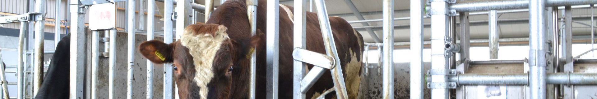 Spinder stierenbox; robuust en veilig