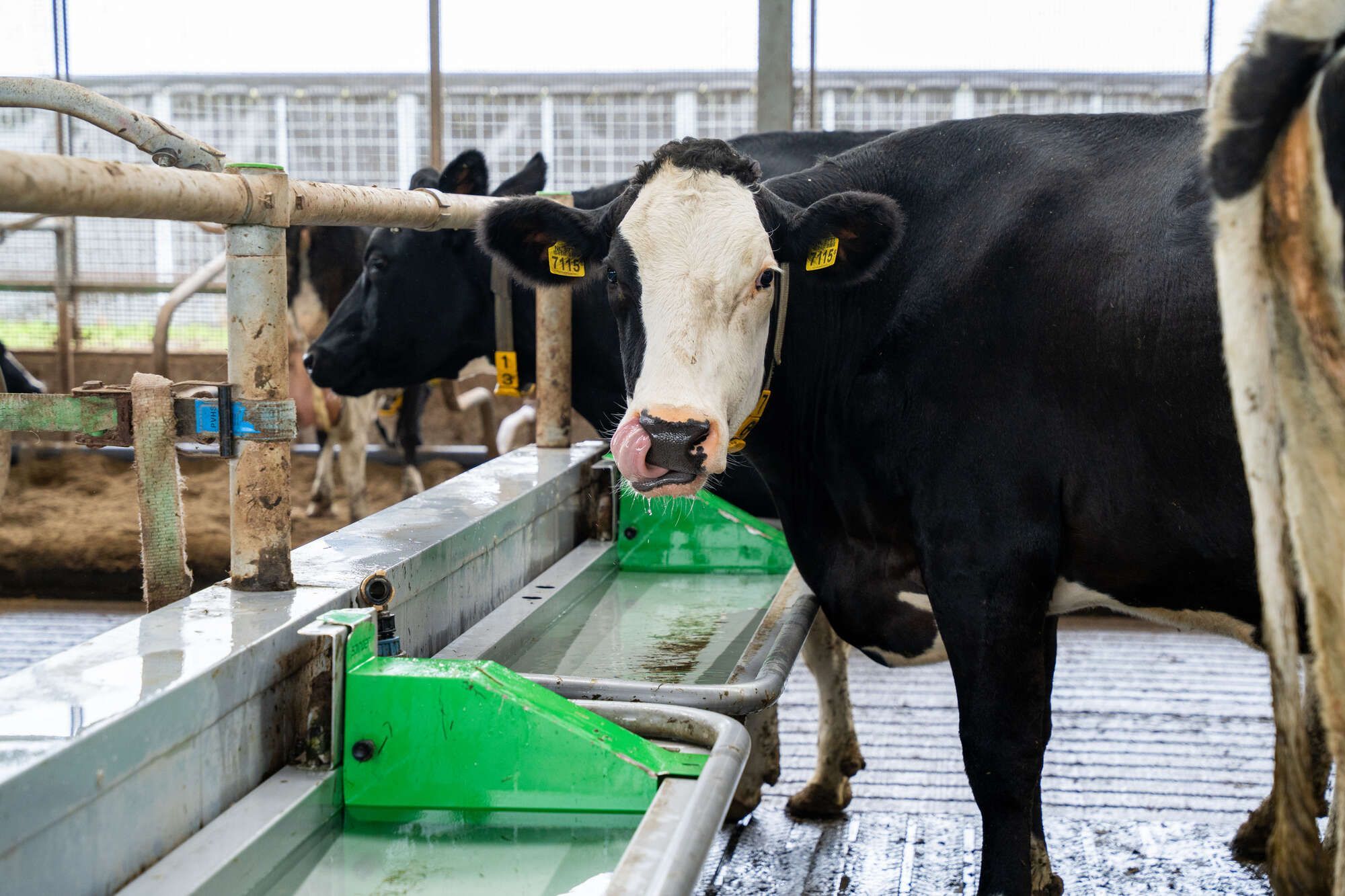 Efficiënt koeverkeer - stalindeling melkvee 