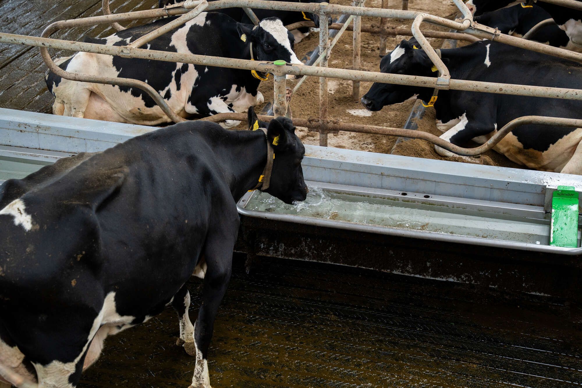 Pingo drinkbak: wateropname verbeteren koeien
