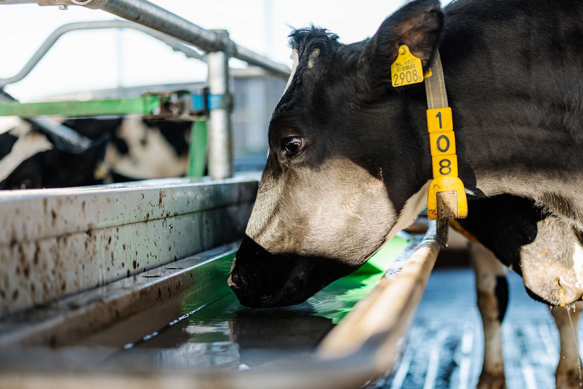 Pingo drinkbak: wateropname koeien verhogen