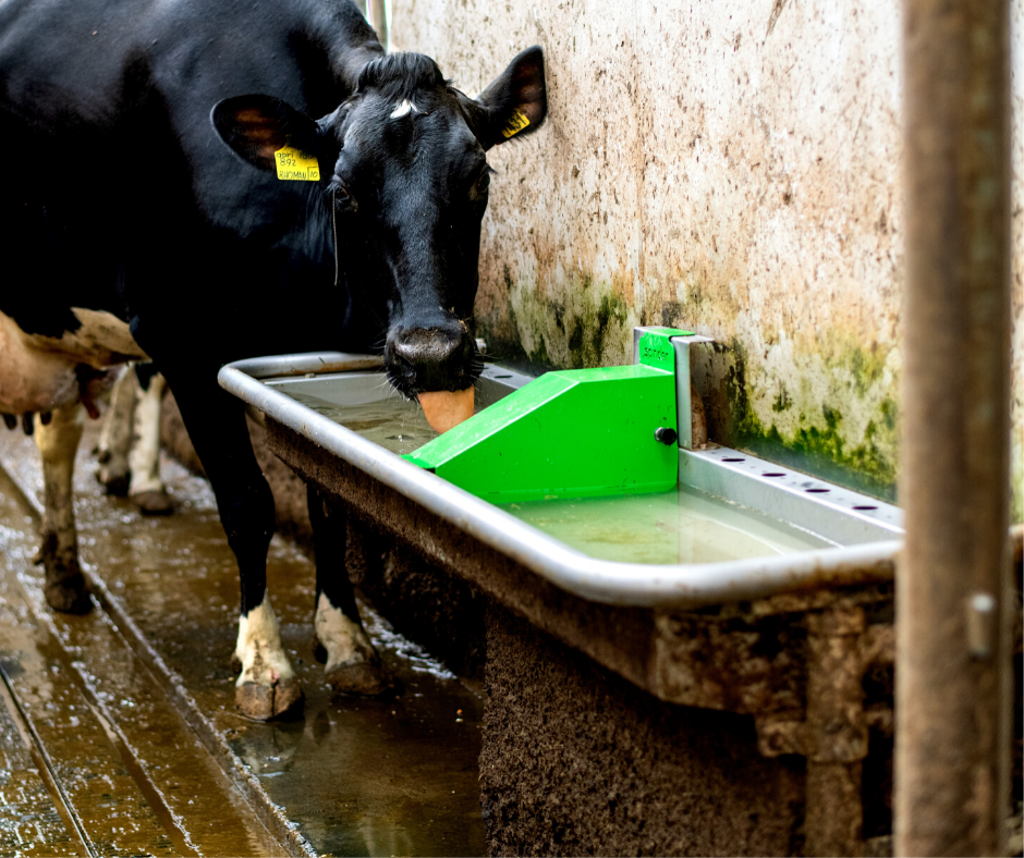 Pingo voorraad drinkbak van Spinder lest de dorst. 