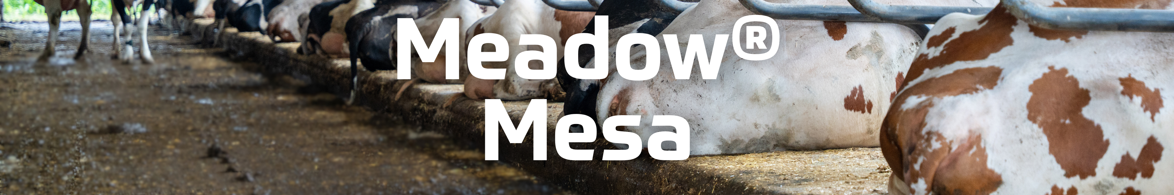 boxbedekking: meadow koematras