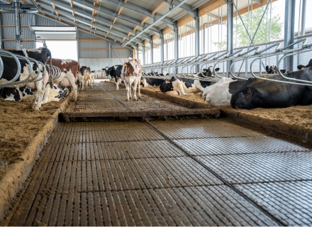 Mestschuif melkveestal: voor een optimale mestafvoer