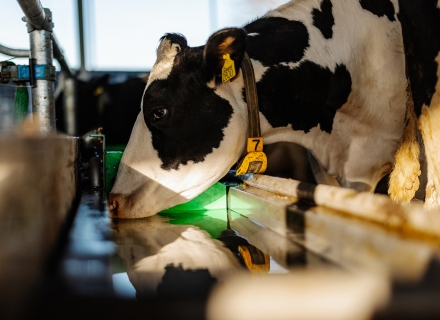 Drinkgedrag melkvee: hittestress voorkomen