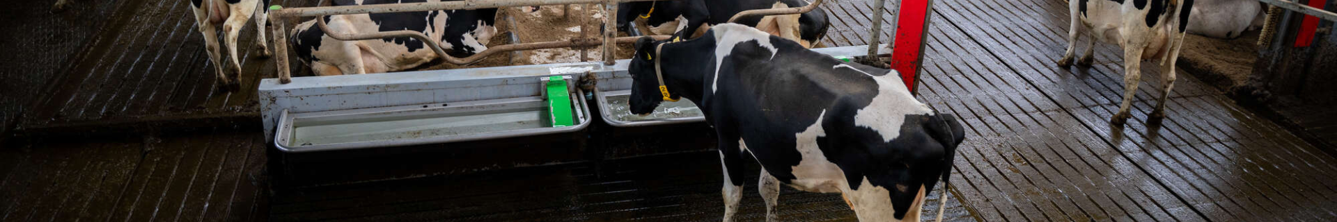 Efficiënt koeverkeer - stalindeling melkvee 