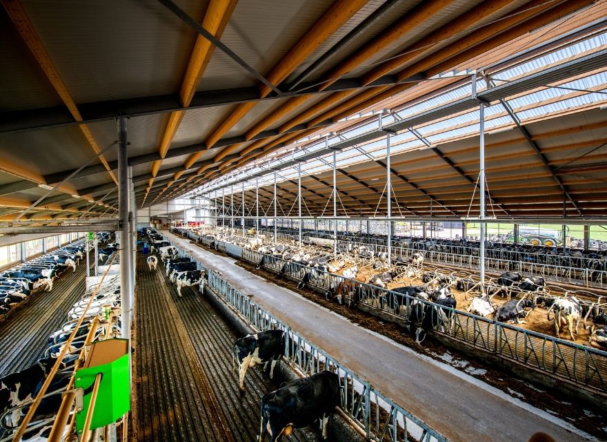Efficiënt koeverkeer - stalindeling melkvee 