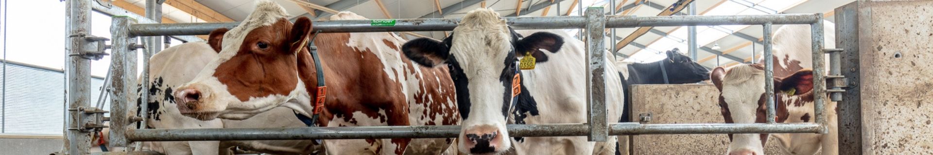 Huisvesting droge koeien: de basis voor een succesvolle lactatie