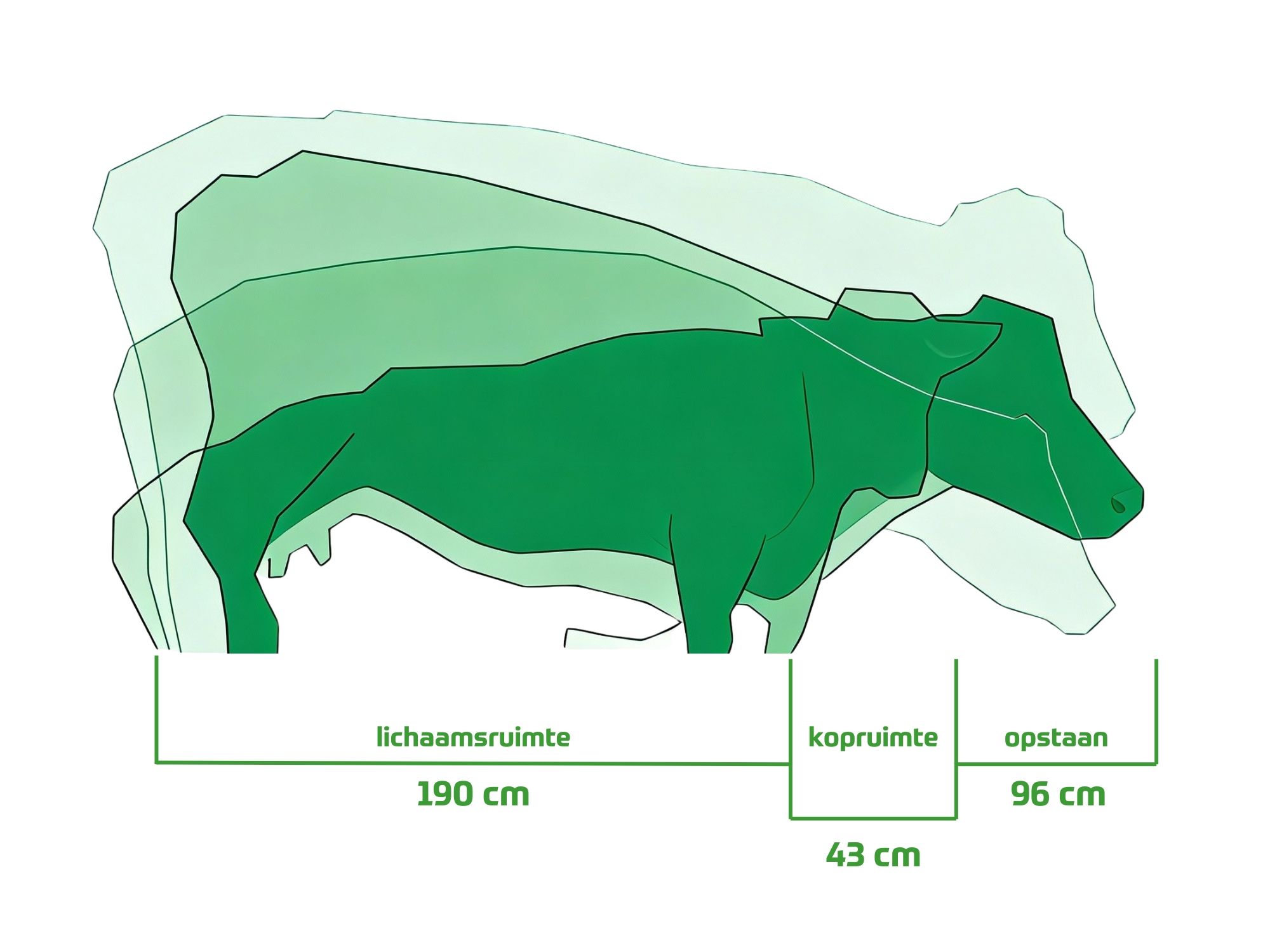 Klauwgezondheid kreupele koeien voorkomen