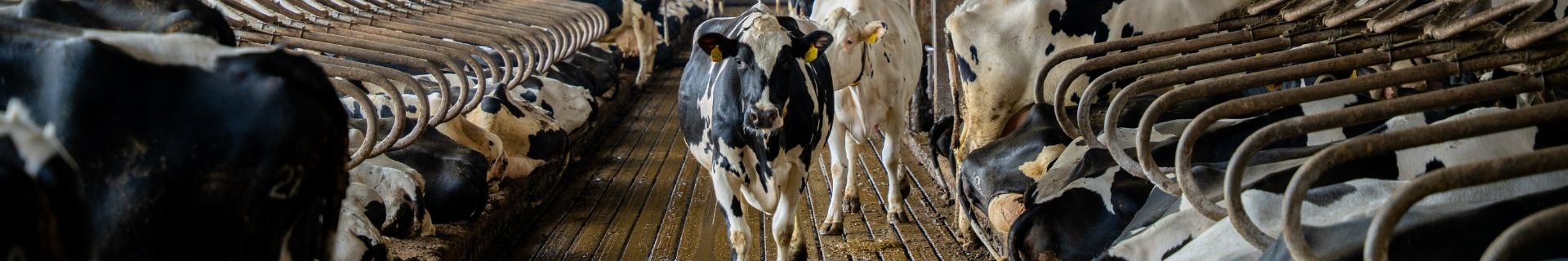 Huisvesting jongvee: de juiste stalinrichting voor gezonde groei
