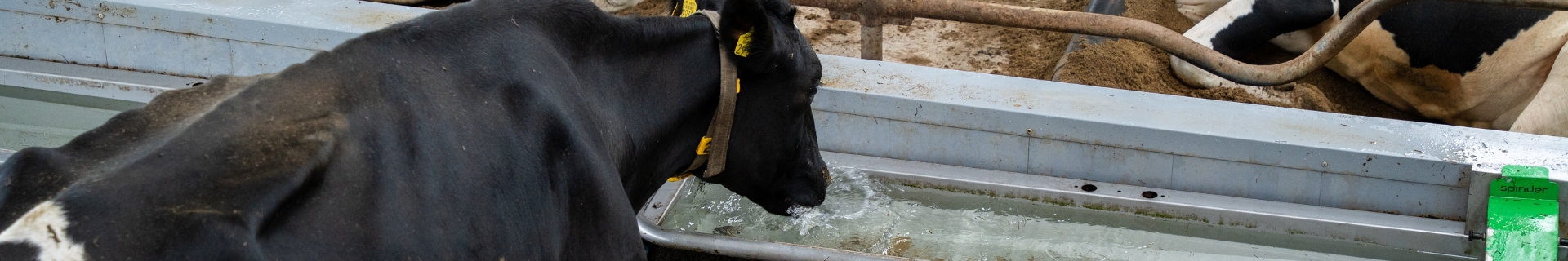 Drinkgedrag melkvee: hittestress voorkomen