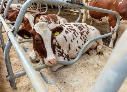 Voordelen waterbedden voor koeien