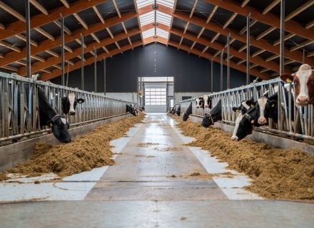 Melkveebedrijf Hoanster Vernooij-Bijstra, Hoornsterzwaag
