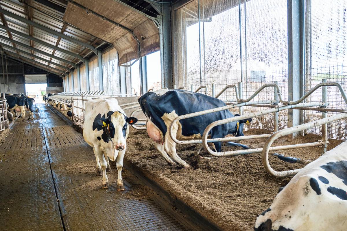 Koe die alle ruimte heeft bij het gaan liggen, bij Den Hartog