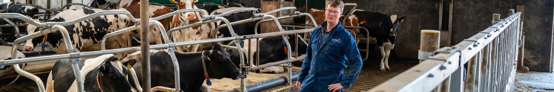 Renovatie droge koeien Kelder