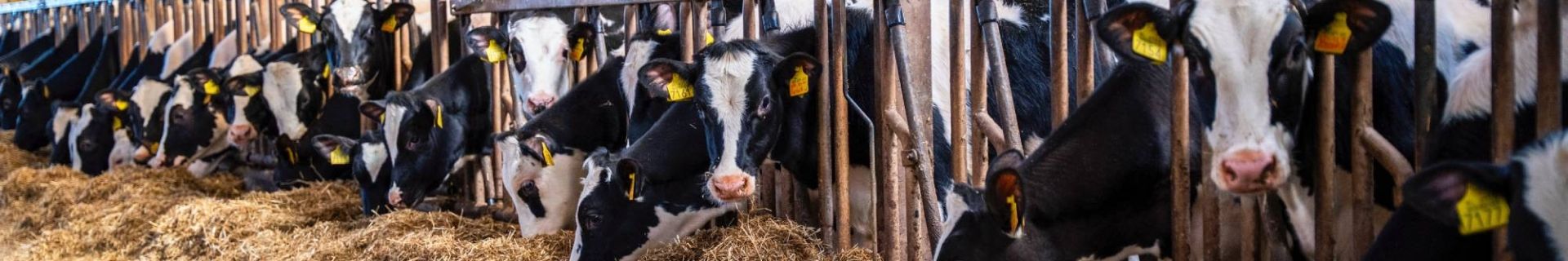 Renovatie jongveestal Reitsma