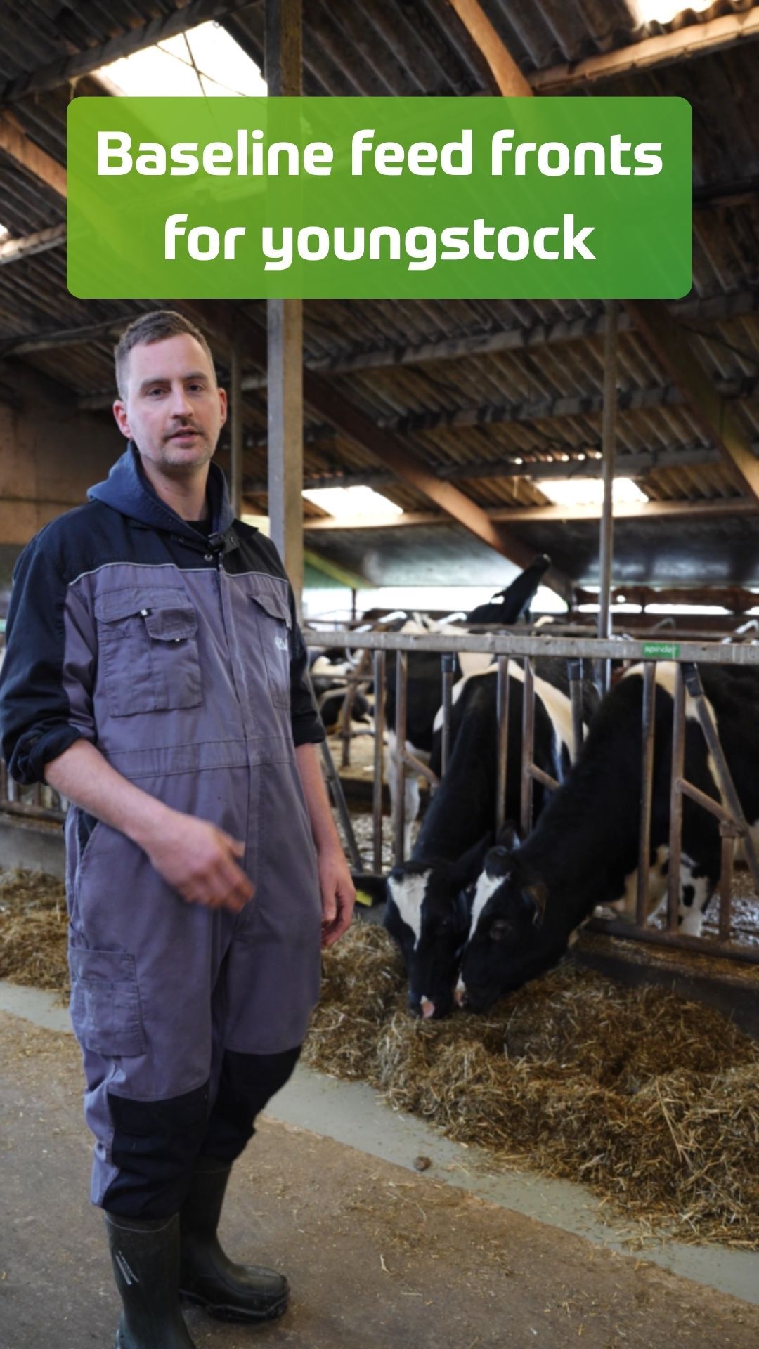 Baseline voerhekken Reitsma jongvee