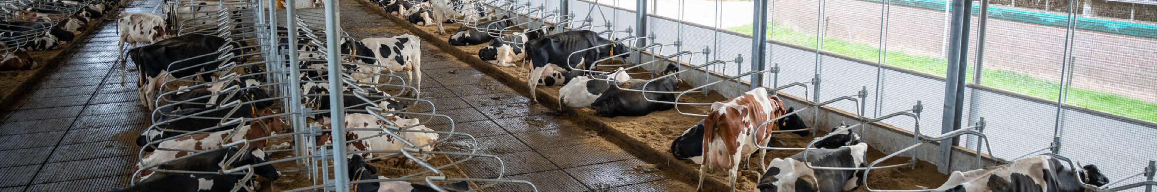 Melkveebedrijf Simmes