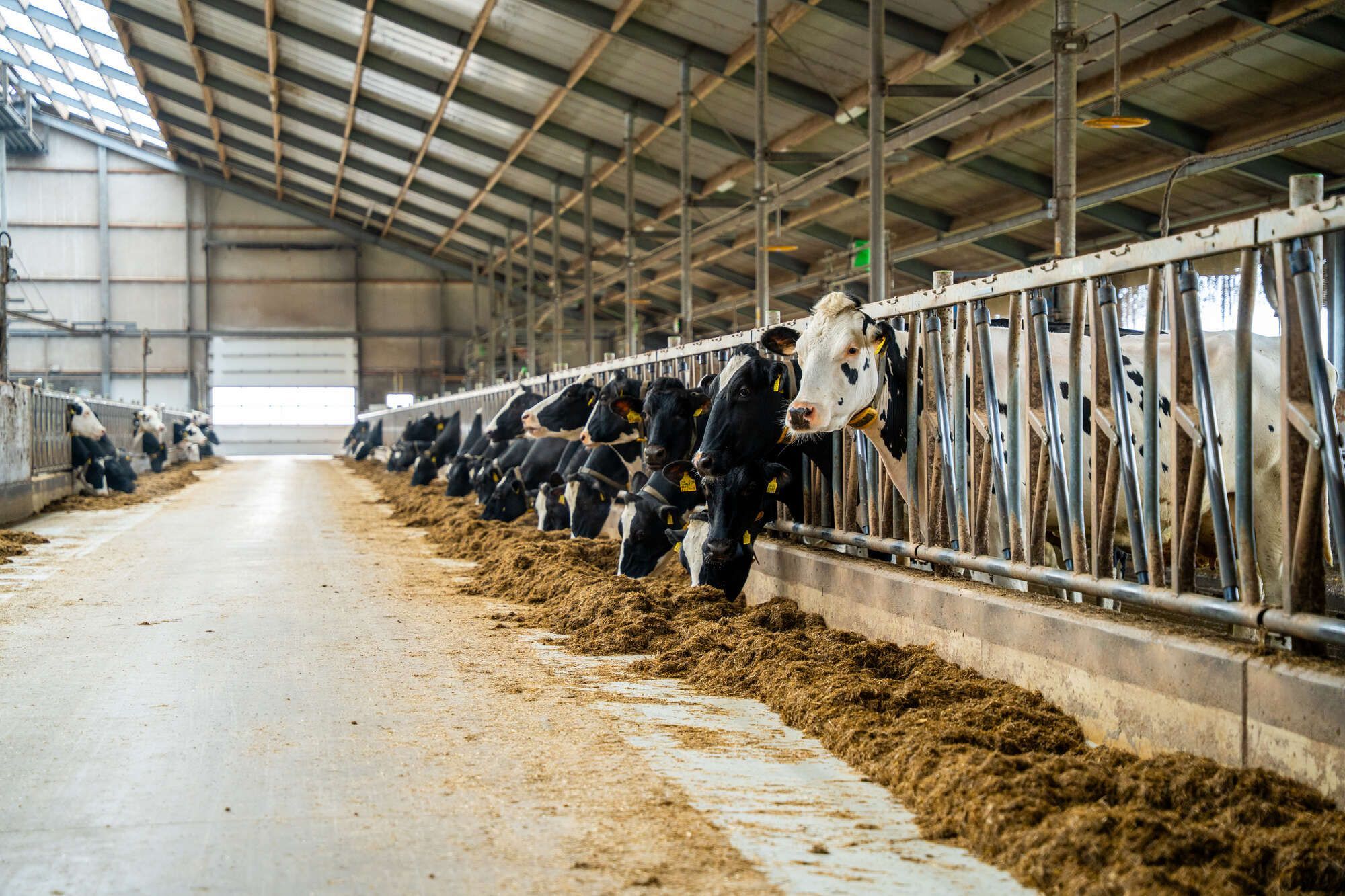 Highline veiligheidsvoerhekken