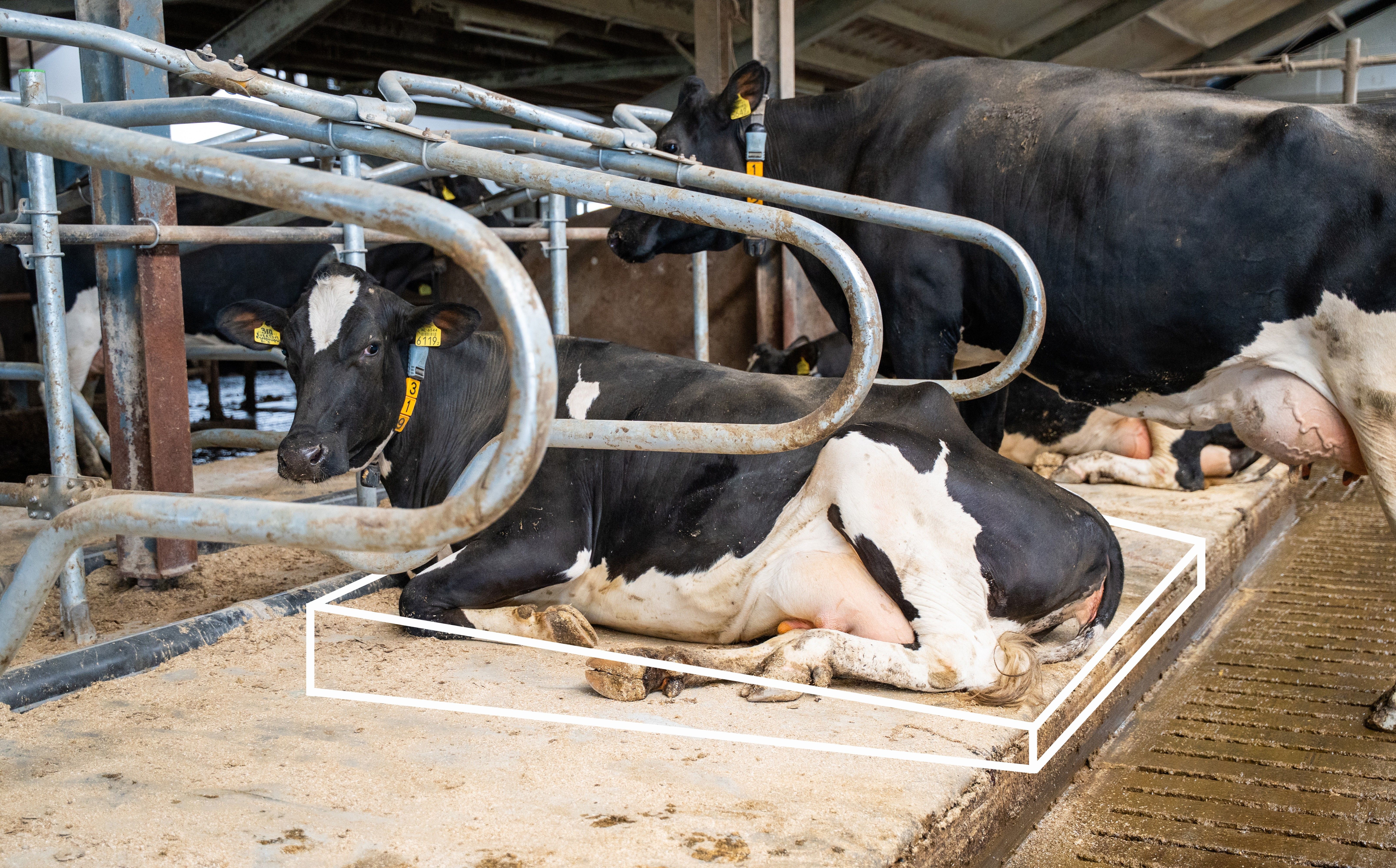 De afloop van het Meadow Valley matras zorgt ervoor dat vuil en vocht van het matras loopt. Daarnaast zit de achterzijde vast, waardoor er ook geen vuilophoping onder het matras ontstaat.