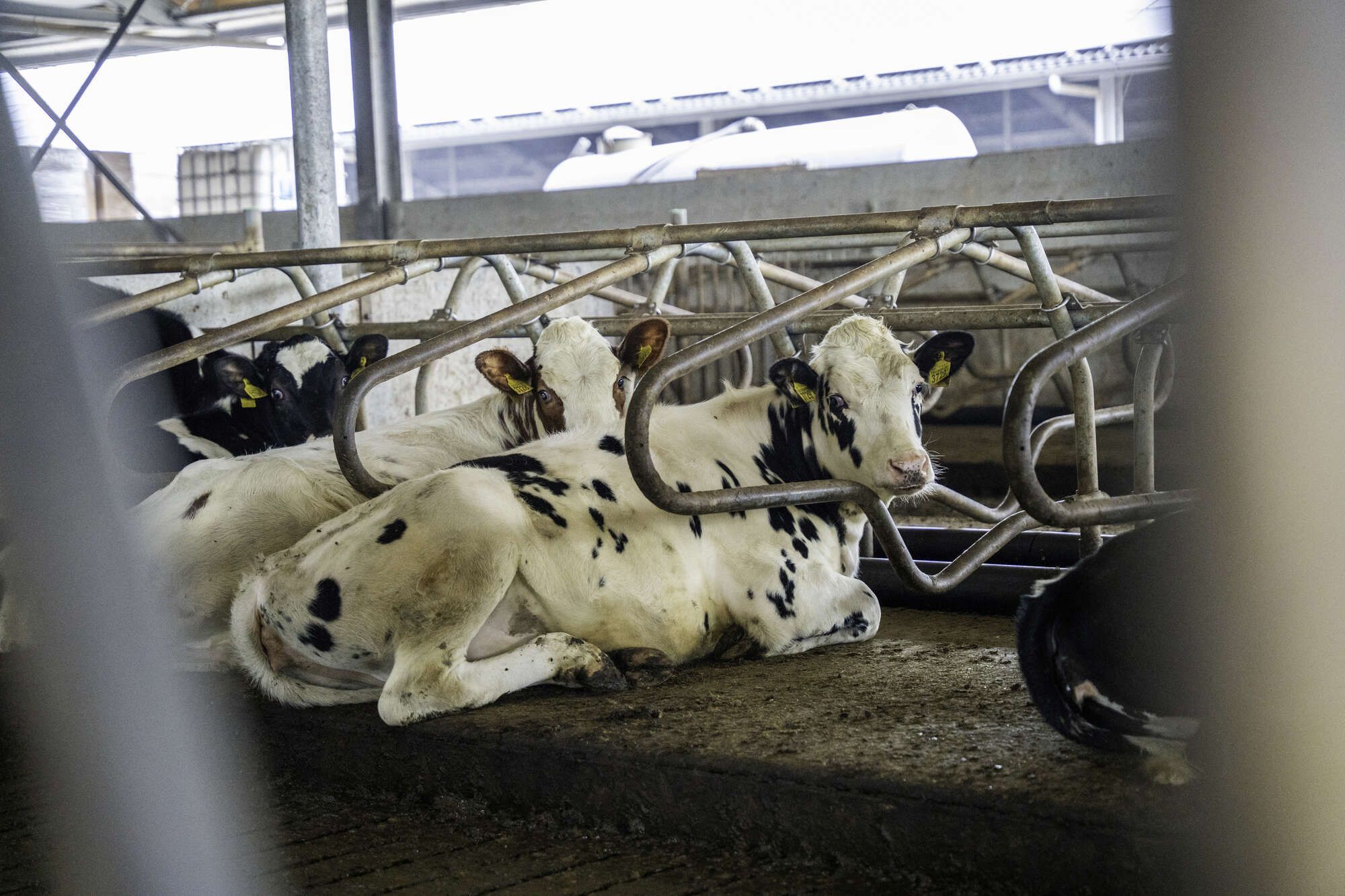 Ligboxenstal jongvee